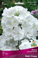 Флокс метельчатый Вайт Спарр (I) 1 шт