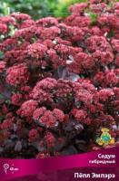 Седум гибридный Пёпл Эмпэрэ (I) 1 шт 