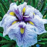 Ирис японский Грейвудс Катрина (I) 1 шт 821257