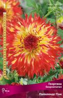 Георгина бахромчатая Пайнлендс Пэм (I) 1 шт