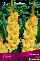 Гладиолус Крупноцветковые Роксана (10/12) 10 шт 