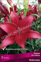 Лилия ЛА-Гибрид Мейуандер (14/16) 2шт