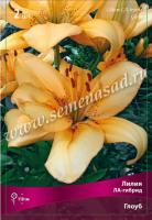 Лилия ЛА-Гибрид Глоуб (14/16) 2 шт