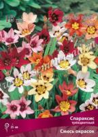 Спараксис трёхцветный смесь окрасок