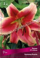 Лилия ОТ-Гибрид Холланд Бьюти