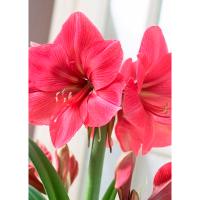 Амариллис простой Геркулес 1 шт 841523