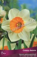 Нарцисс Семпре Аванти (12/14) 5шт.