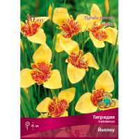 Тигридия павлинья Йеллоу