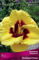 Лилейник гибридный Блэк Принц (I) 1 шт