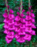 Гладиолус Крупноцветковый Бельведер (12/14) 5 шт