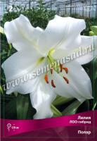 Лилия ЛОО-Гибрид Полар (12/14) 2 шт