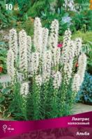 Лиатрис колосковый Альба