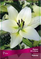 Лилия ЛА-Гибрид Курьер (14/16) 2 шт