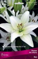 Лилия ЛА-Гибрид Бах (14/16) 2 шт 