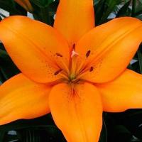 Лилия ЛА-гибрид Сандерленд (16/18) 1шт 821199