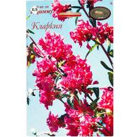 Кларкия Радость 20*0,5 