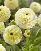 Георгина шаровидная Болт (I) 1 шт 