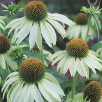 Эхинацея пурпурная Вайт Свон (I) 