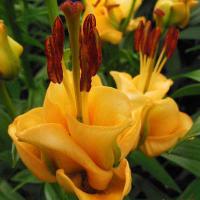 Лилия Азиатская Эйприкот Фадж (14/16) 1шт 821681