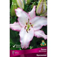 Лилия Восточная Бразилия (14/16) 2 шт