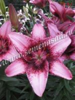 Лилия Азиатская Танго Пёпл Дрим