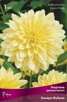 Георгина декоративная Канари Фубуки (I) 1 шт