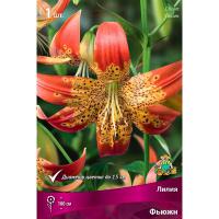 Лилия Фьюжн (14/16) 1 шт 