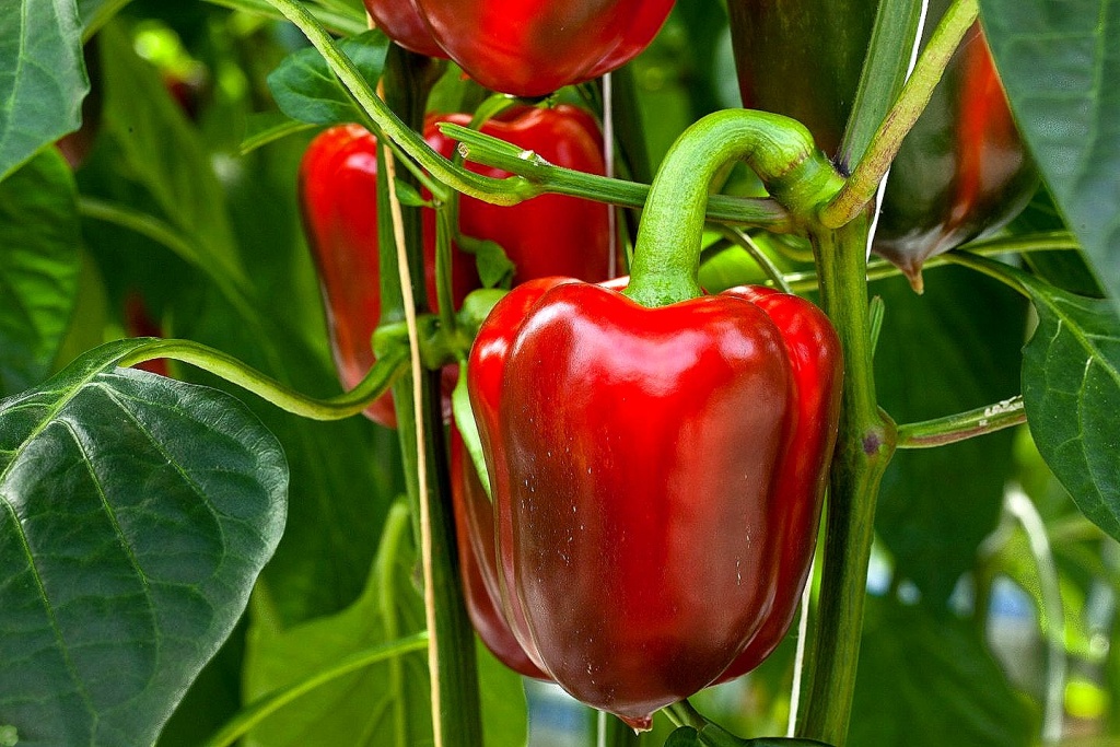 перец сладкий.jpg перец сладкий.jpg