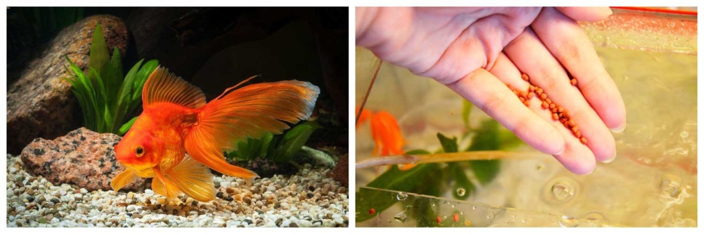 кормить-рыбок.jpg