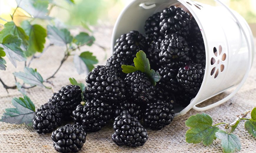 ежевика.jpeg ежевика.jpeg