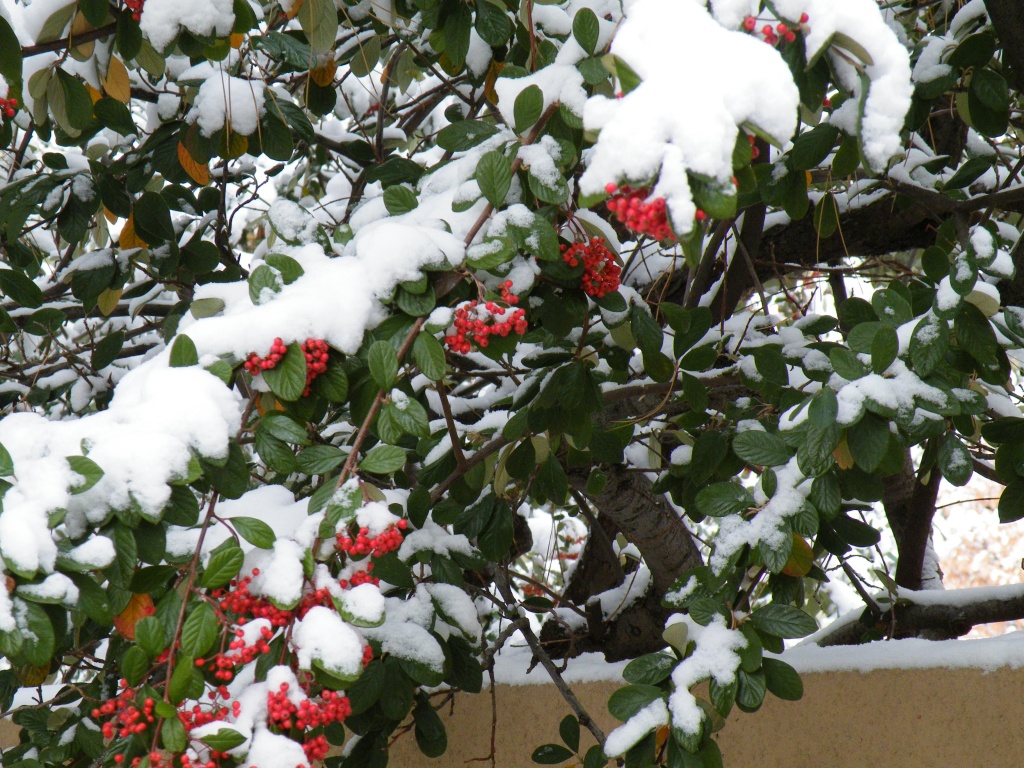 сад в декабре сад в декабре