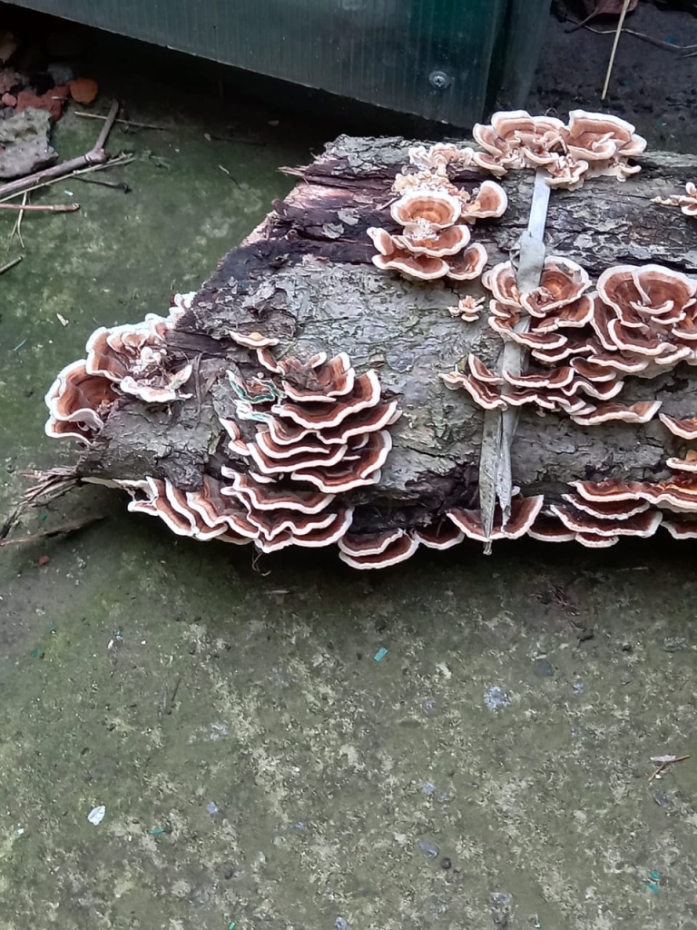 лишайники на деревьях лишайники на деревьях