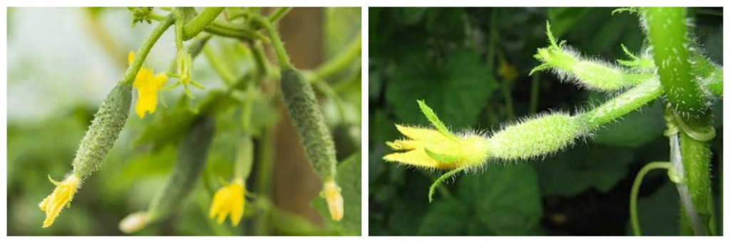 завязь2.jpg завязь2.jpg