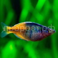 Раджуница боесмана Раджуница боесмана