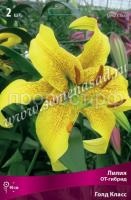 Лилия ОТ-Гибрид Голд Класс (14-16) 2 шт 726461 Лилия ОТ-Гибрид Голд Класс (14-16) 2 шт 726461