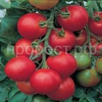 Томат Толстой F1 50шт Томат Толстой F1 50шт