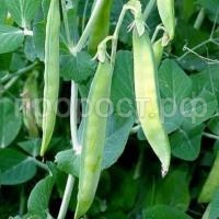 Горох пелюшка Горох пелюшка