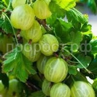 Без названия (1)