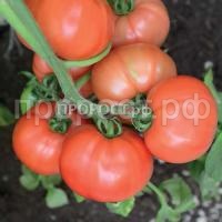 Томат Персиановский F1 Томат Персиановский F1
