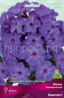 Флокс метельчатый Аметист Флокс метельчатый Аметист
