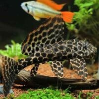 Птеригоплихт Птеригоплихт