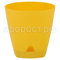 амстердам сп груша амстердам сп груша