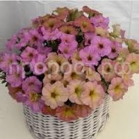 Без названия (1) Без названия (1)