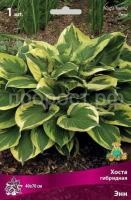 Хоста гибридная Энн