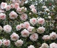 Без названия