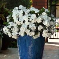 Без названия Без названия