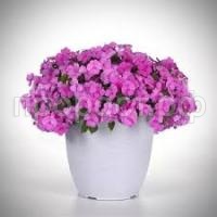 Без названия Без названия