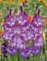 2szqavn9278ia0xgcff1syj005v4nuny 2szqavn9278ia0xgcff1syj005v4nuny