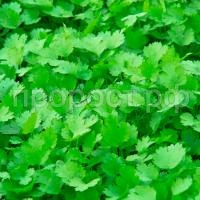 С104617_1 С104617_1