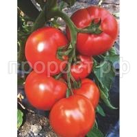 Томат Белфорт F1 500 шт Томат Белфорт F1 500 шт